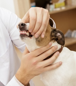 Dog and Cat dentistry